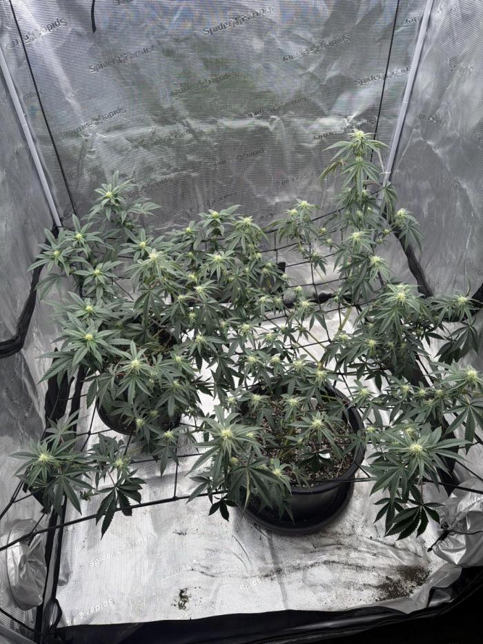 Coco Milk S1. Week 15