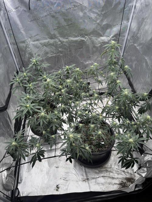 Coco Milk. Week 15