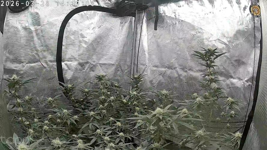 Coco Milk S1. Week 16