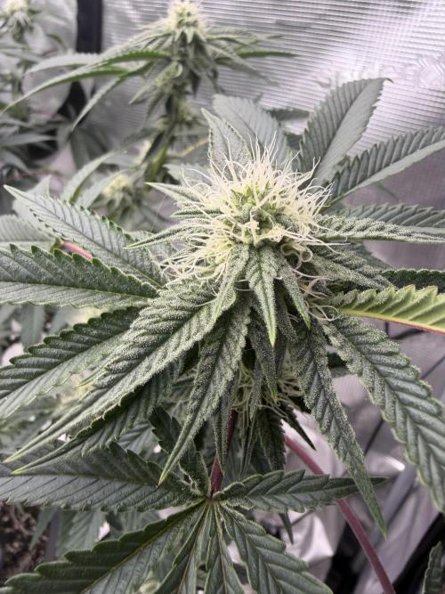 Coco Milk S1. Week 16