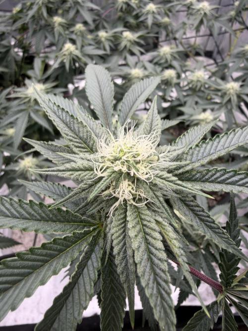 Coco Milk S1. Week 16