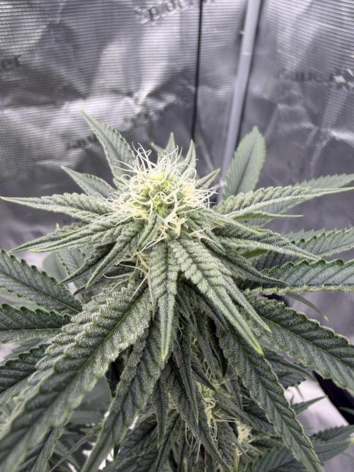 Coco Milk S1. Week 16
