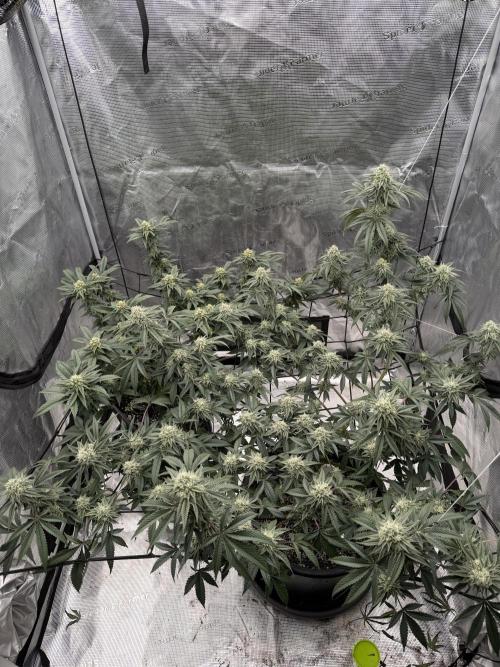 Coco Milk S1. Week 17