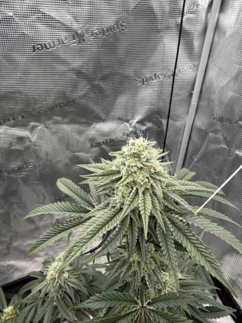 Coco Milk S1. Week 17