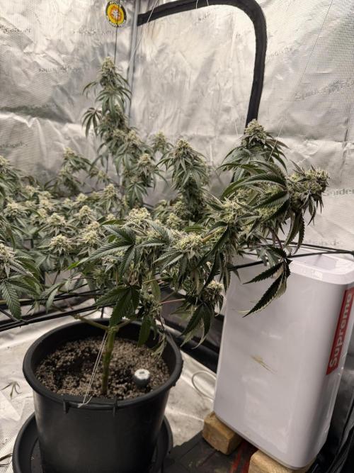 Coco Milk S1. Week 18