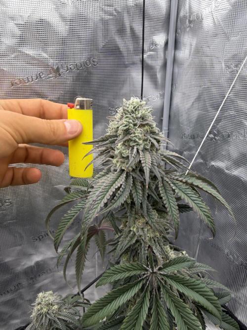 Coco Milk S1. Week 18