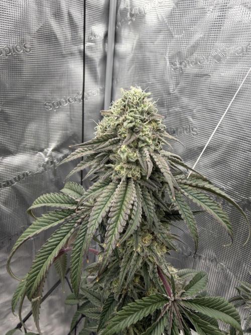 Coco Milk S1. Week 18
