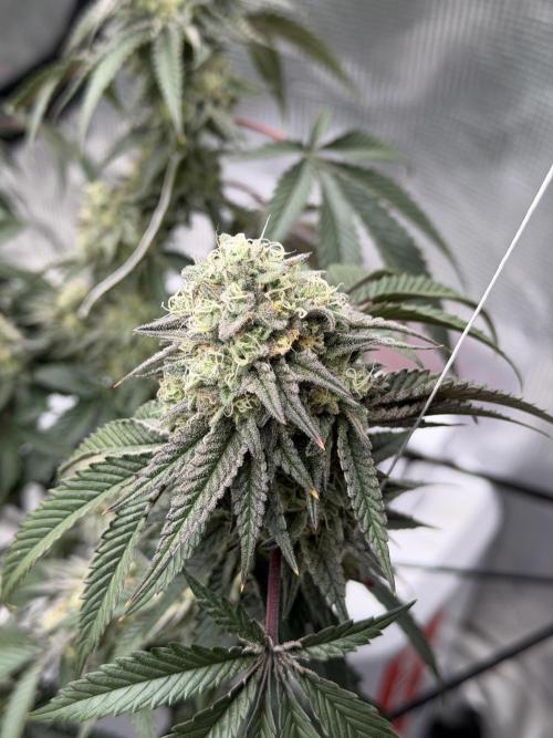 Coco Milk S1. Week 18