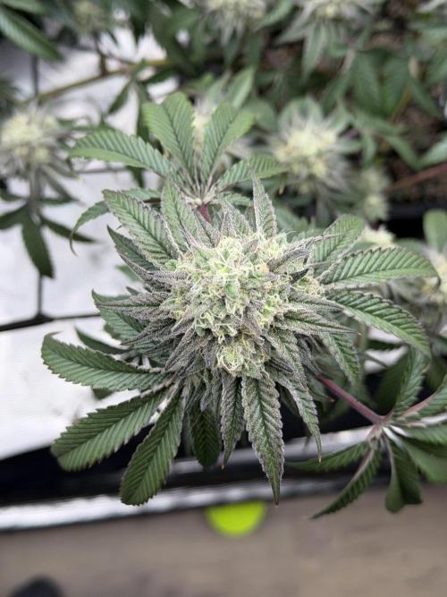 Coco Milk S1. Week 18