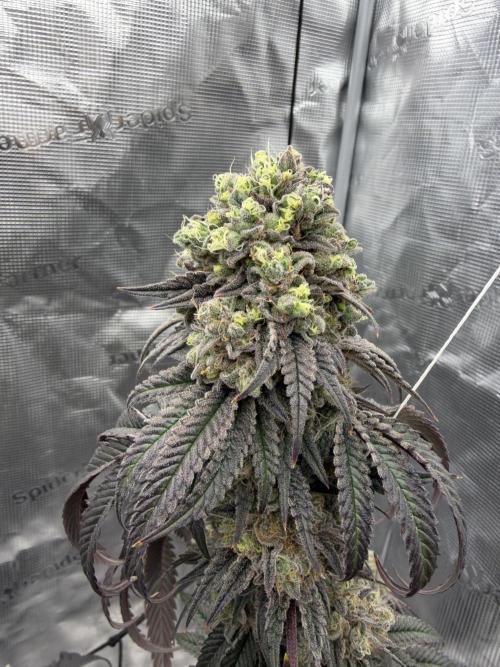 Coco Milk S1. Week 20