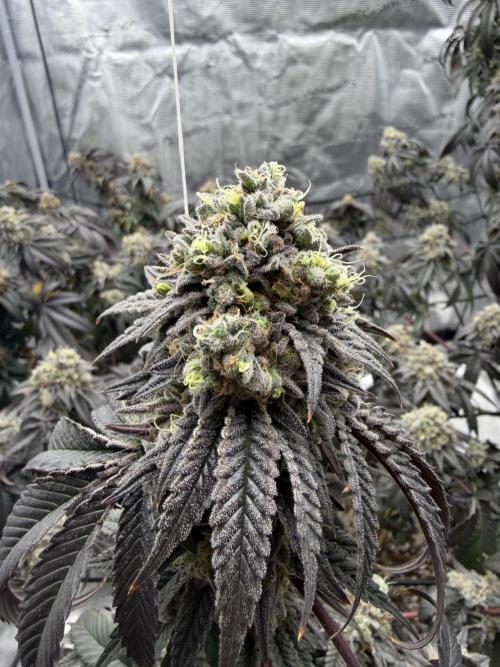 Coco Milk S1. Week 20