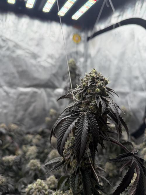 Coco Milk S1. Week 20