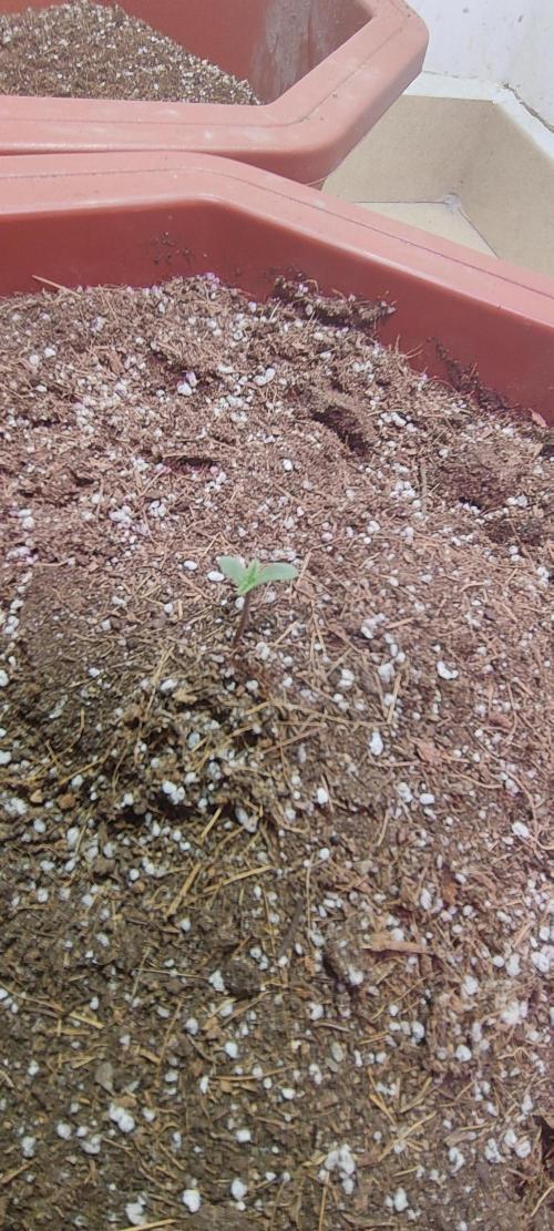 First Lab seed. Week 0 - Frist week 