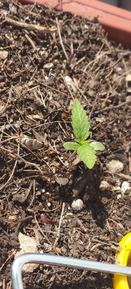 First Lab seed. Week 0 - Pretty good