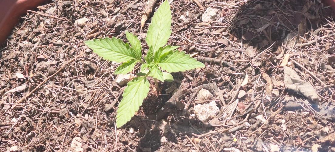 First Lab seed. Week 2