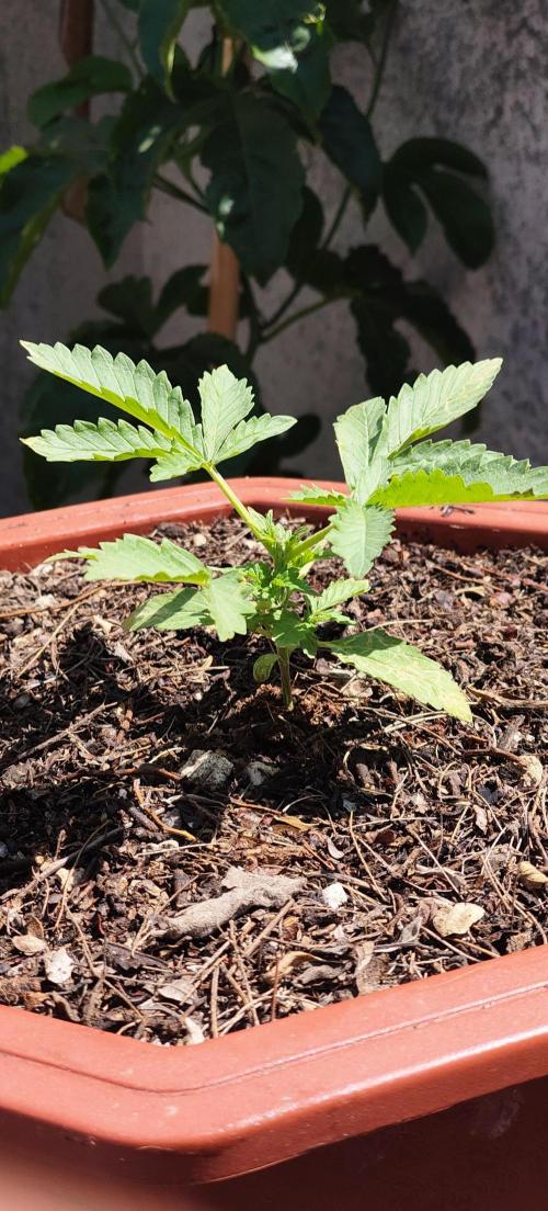 First Lab seed. Week 3
