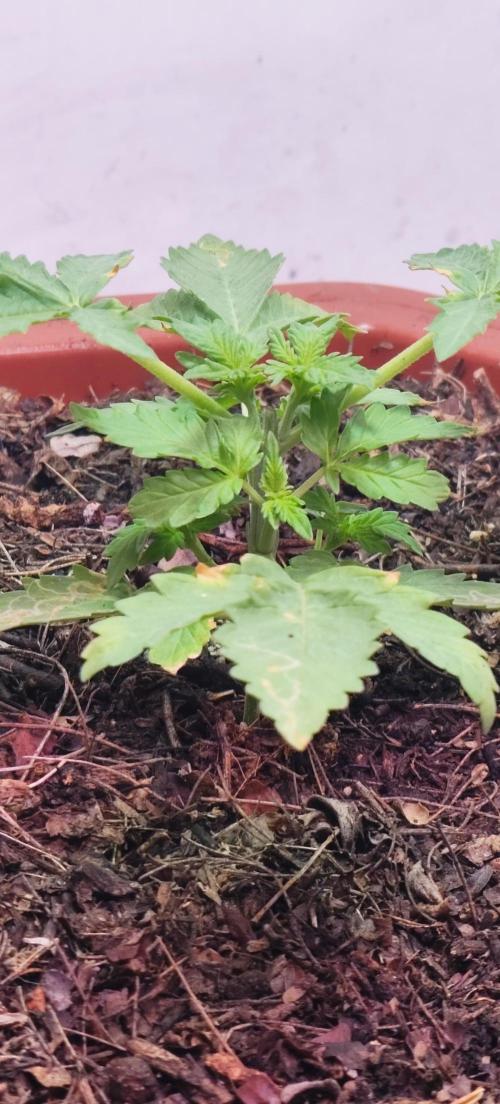 First Lab seed. Week 3