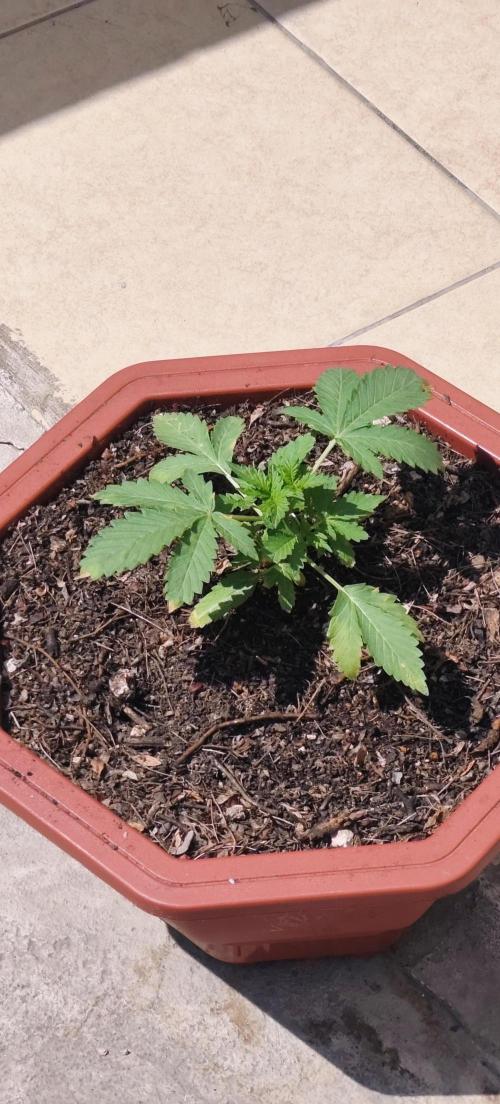 First Lab seed. Week 3