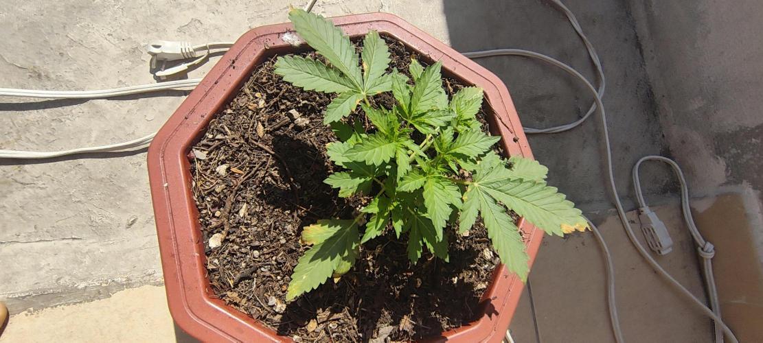 First Lab seed. Week 4