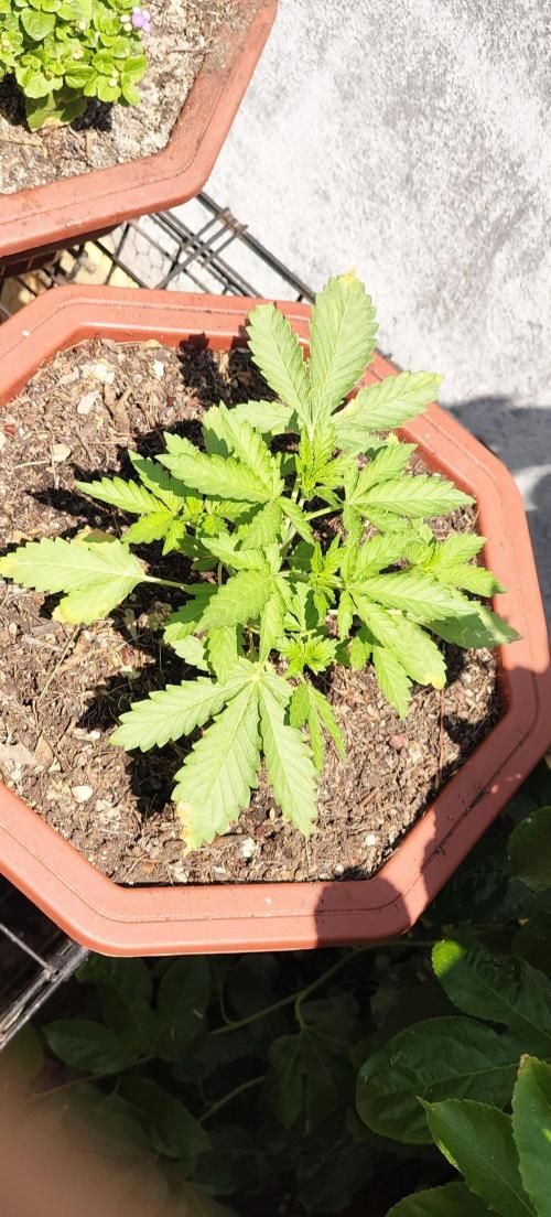 First Lab seed. Week 4