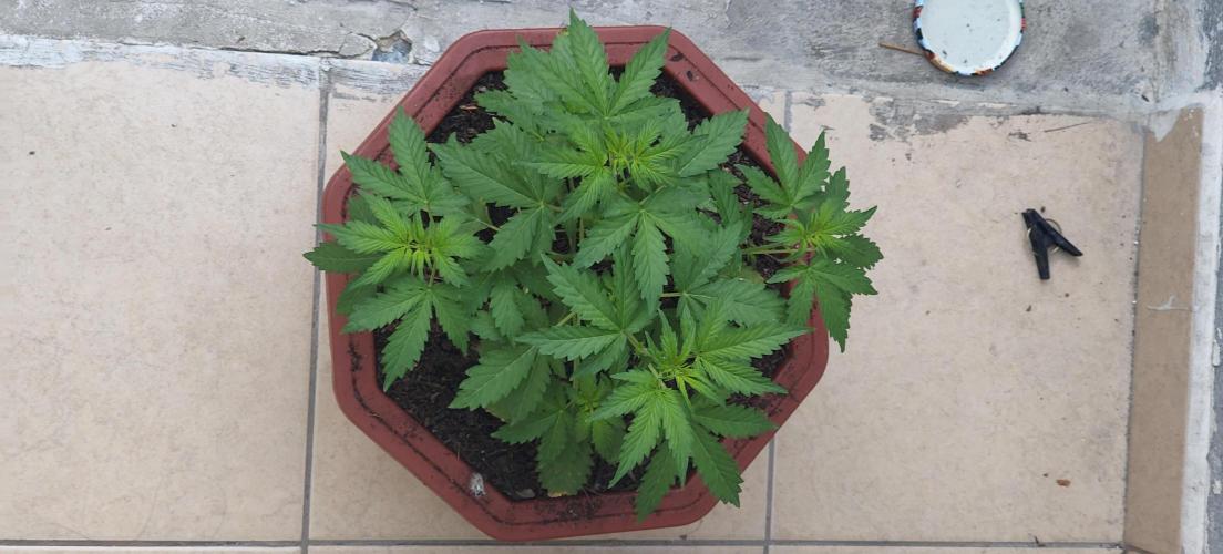 First Lab seed. Week 4