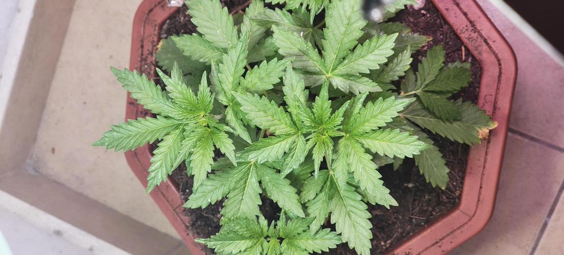 First Lab seed. Week 4
