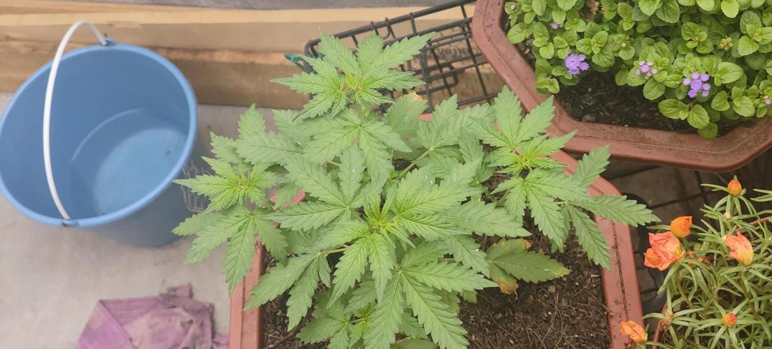 First Lab seed. Week 5