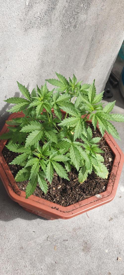 First Lab seed. Week 5