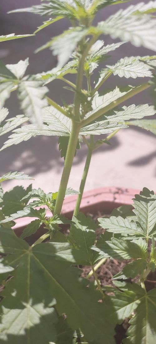 First Lab seed. Week 5