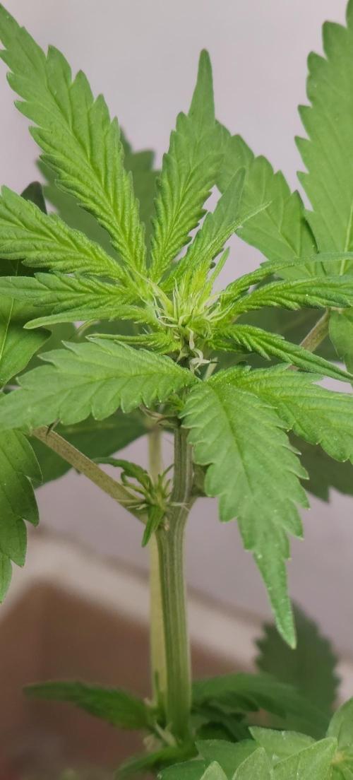 First Lab seed. Week 6
