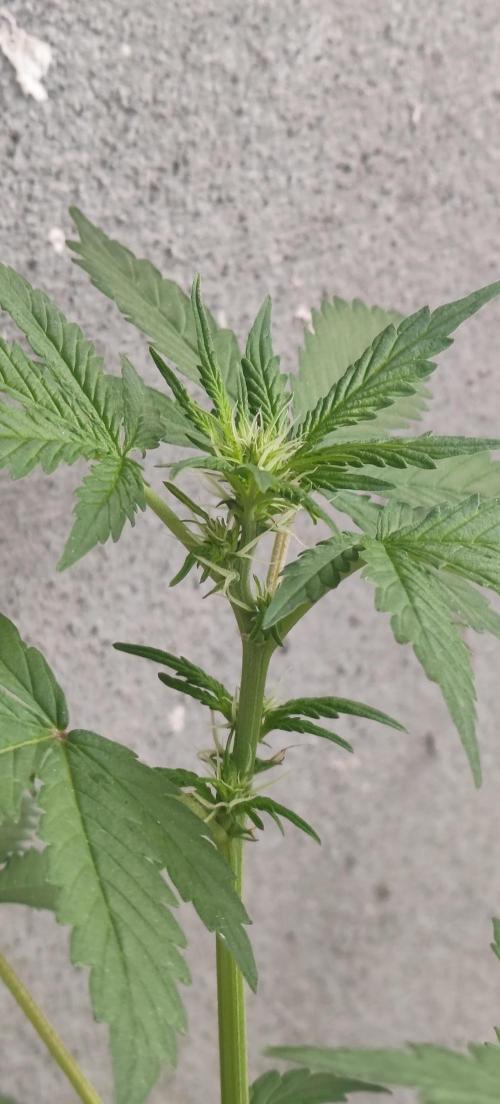 First Lab seed. Week 6