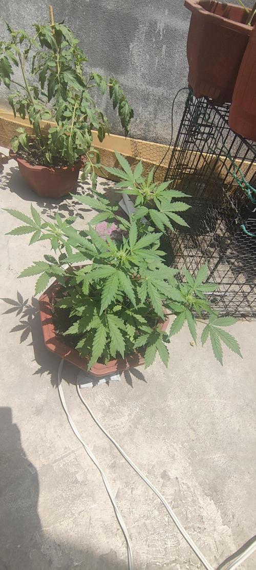 First Lab seed. Week 7