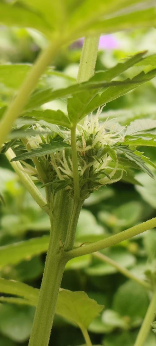 First Lab seed. Week 7
