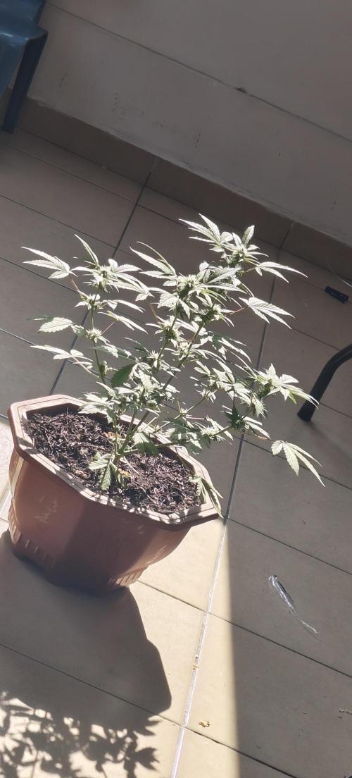 First Lab seed. Week 8