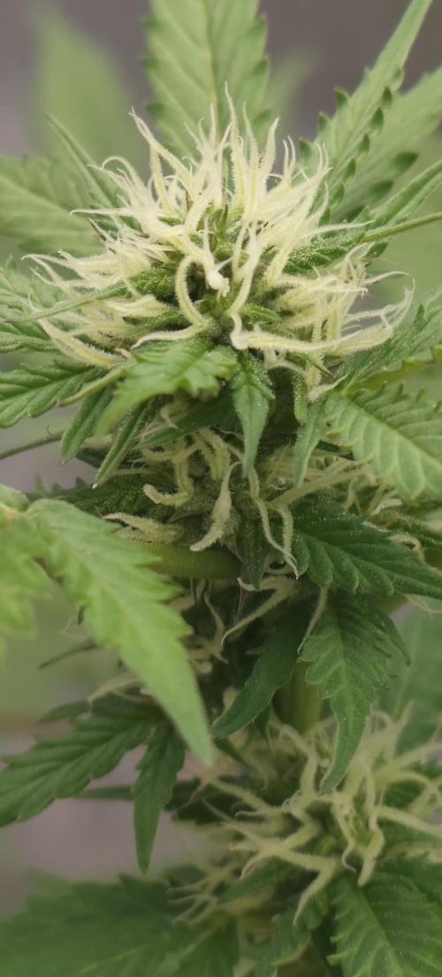 First Lab seed. Week 8 - Purple?