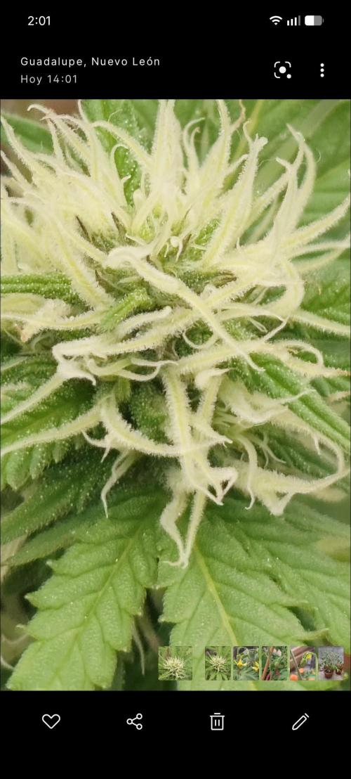 First Lab seed. Week 8 - Purple on top?