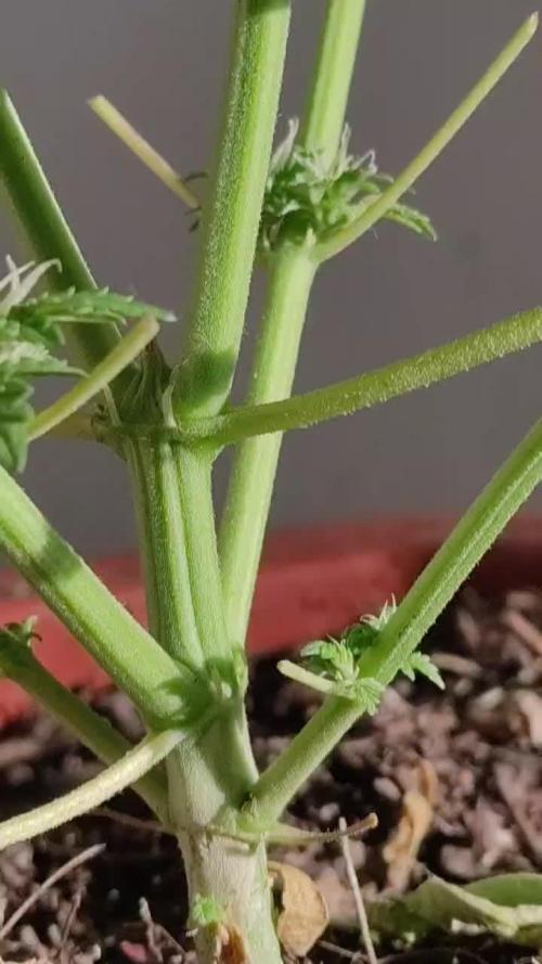 First Lab seed