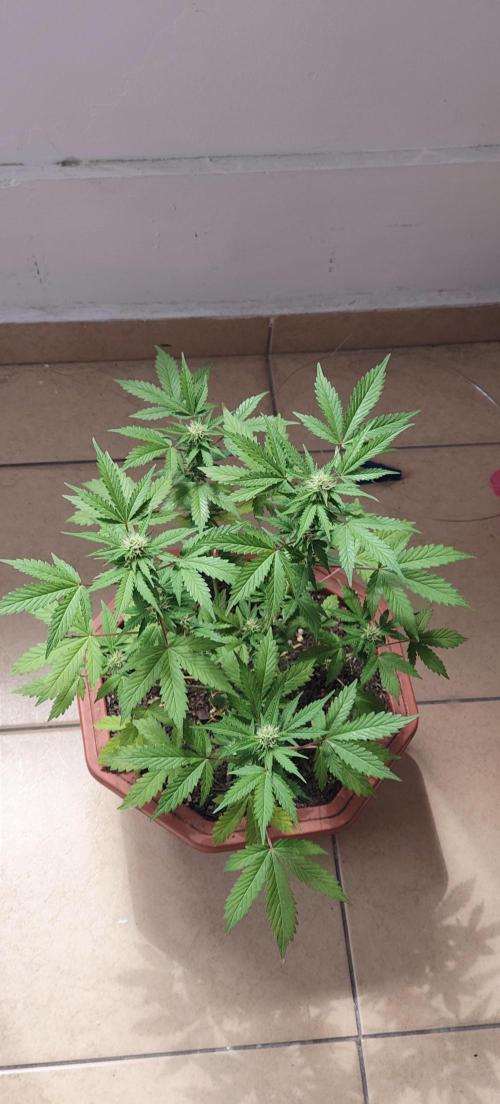 First Lab seed. Week 8