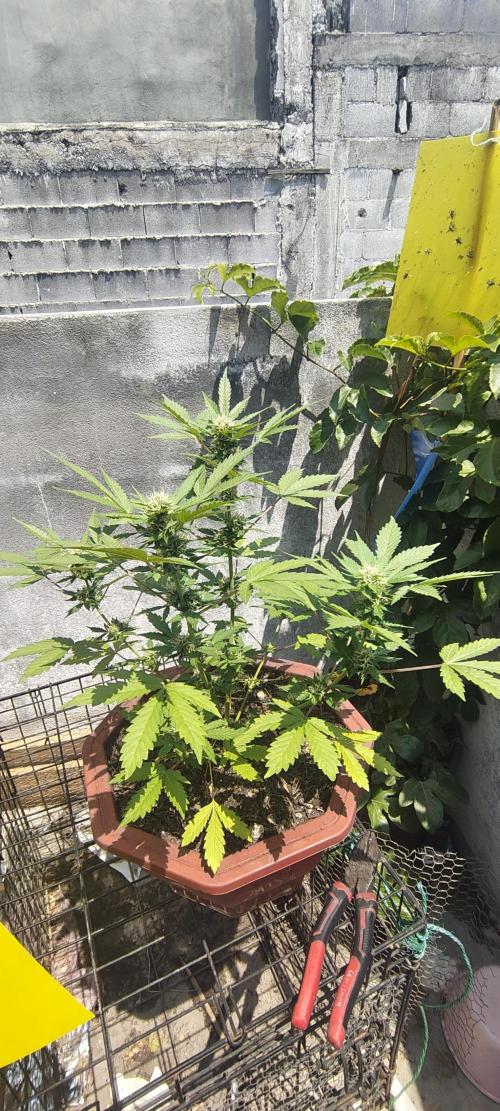 First Lab seed. Week 8