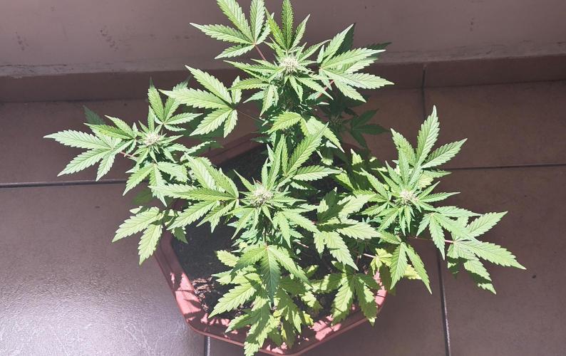 First Lab seed. Week 8