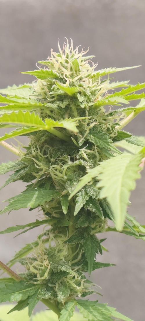 First Lab seed. Week 9