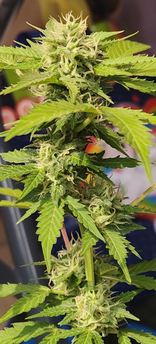 First Lab seed. Week 9