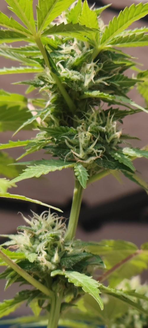 First Lab seed. Week 9