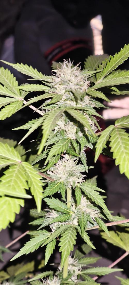 First Lab seed. Week 9