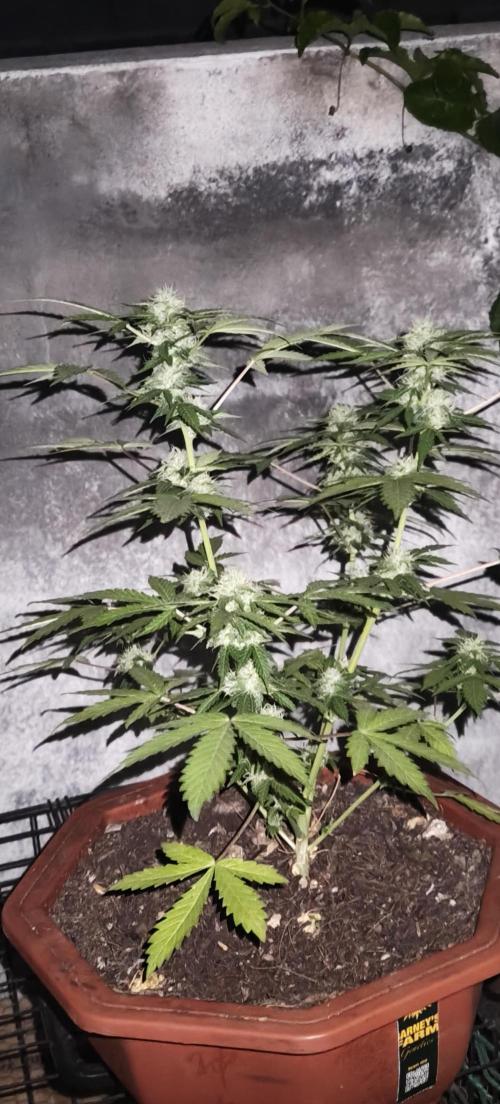 First Lab seed. Week 9