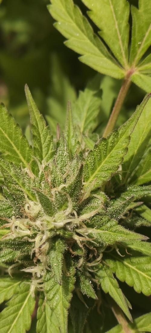 First Lab seed. Week 10