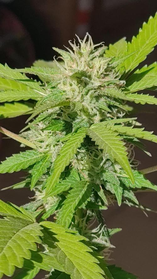 First Lab seed