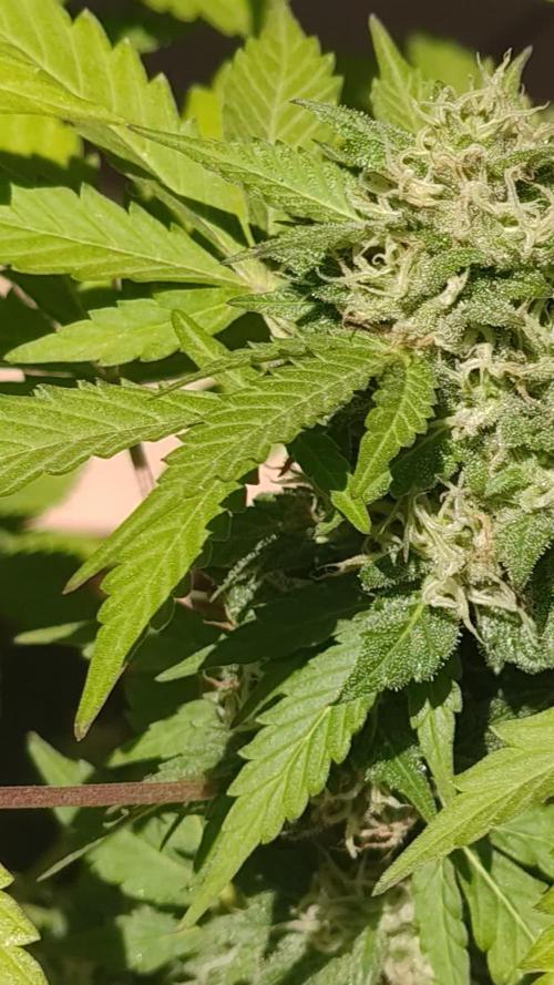 First Lab seed