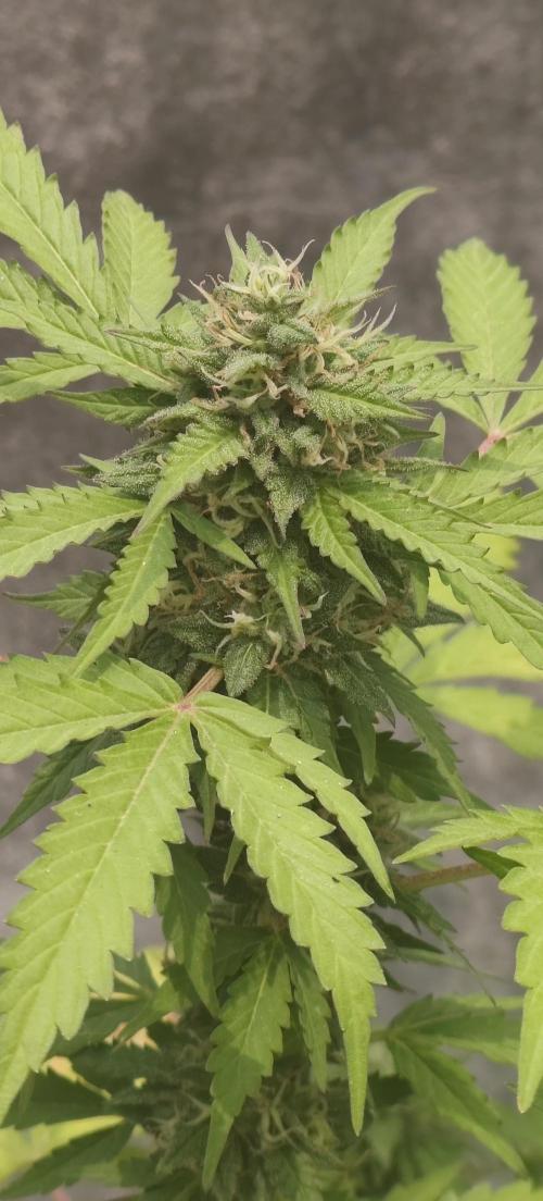 First Lab seed. Week 10