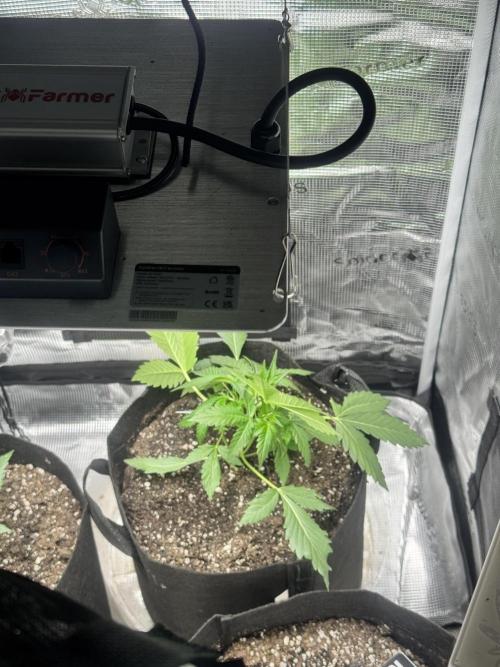 Stone Marley Growing Time 420. Week 4